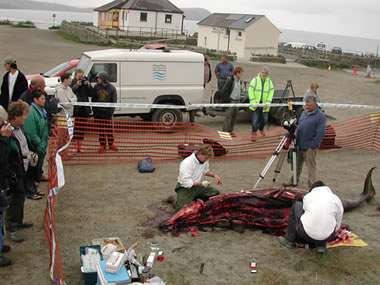 SW2004/290 Stranded Sowerby's beaked whale investigated at post-mortem in Pembrokeshire