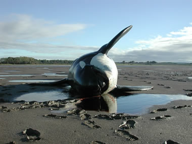 SW2002/234 Stranded killer whale in the Mersey estuary © CSIP-ZSL